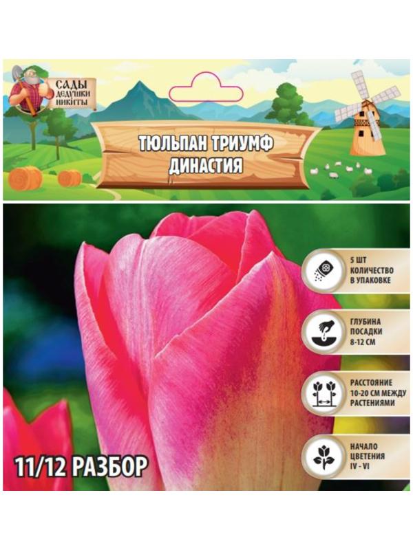 Тюльпан Триумф Династия, р-р 11/12, 5 шт, Осень 2024