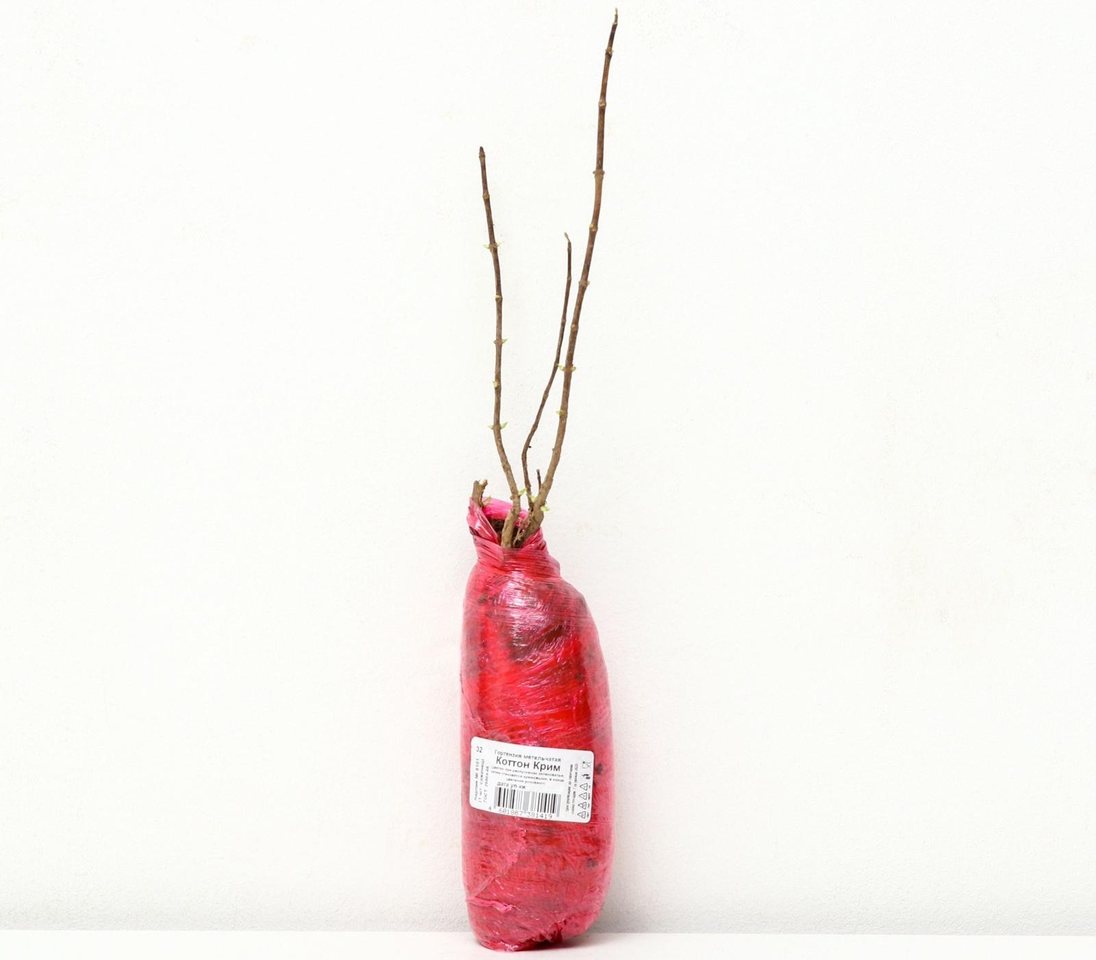 Гортензия метельчатая Патио Люкс 