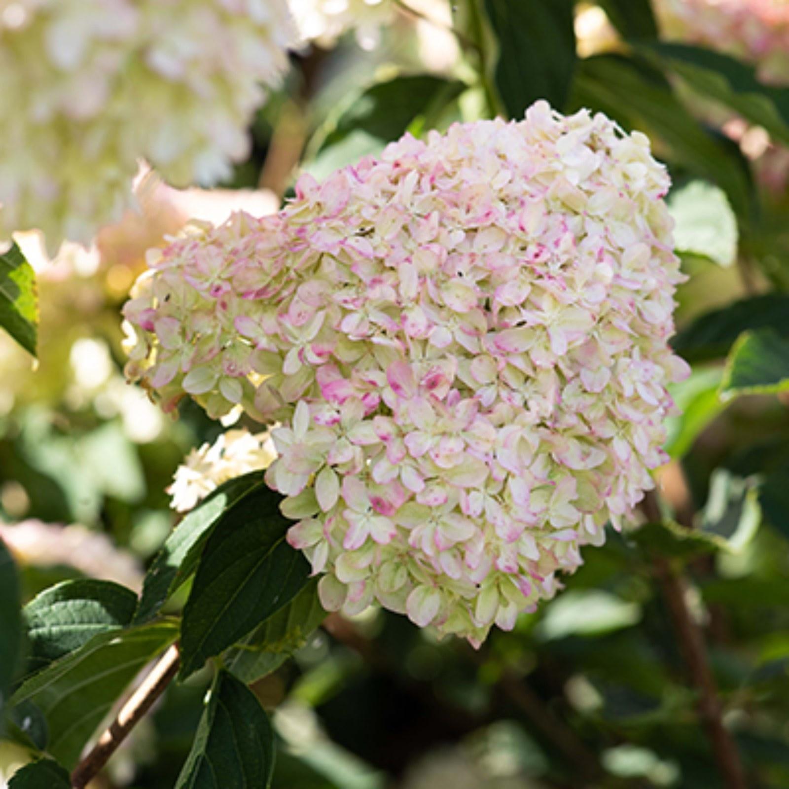 Гортензия метельчатая Патио Люкс 