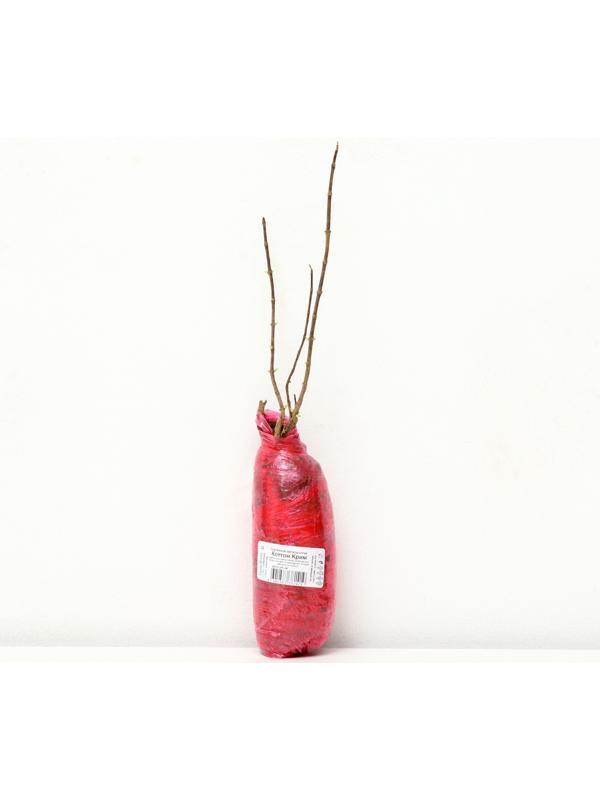 Гортензия метельчатая Патио Люкс 