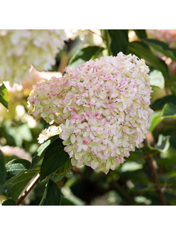 Гортензия метельчатая Патио Люкс 