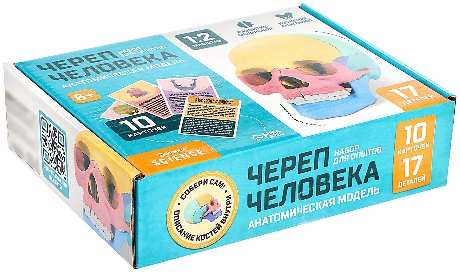 Набор для опытов «Череп человека», анатомическая модель