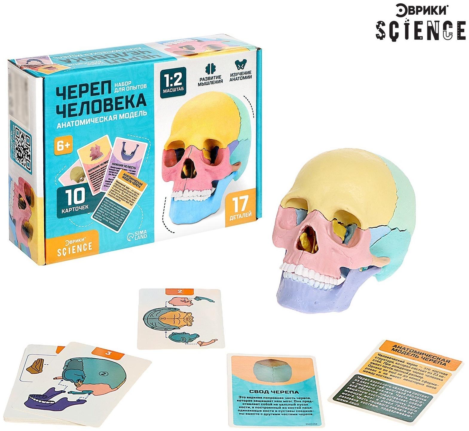Набор для опытов «Череп человека», анатомическая модель