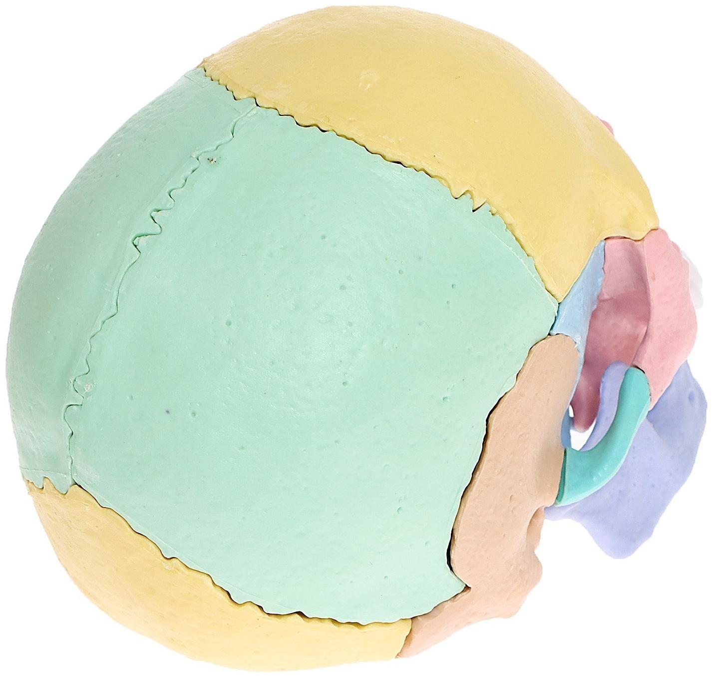 Набор для опытов «Череп человека», анатомическая модель