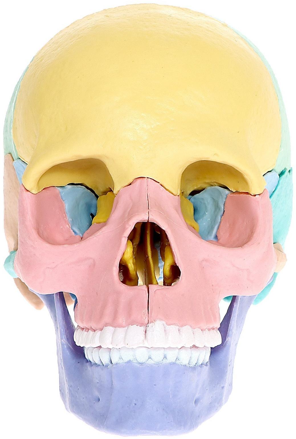 Набор для опытов «Череп человека», анатомическая модель