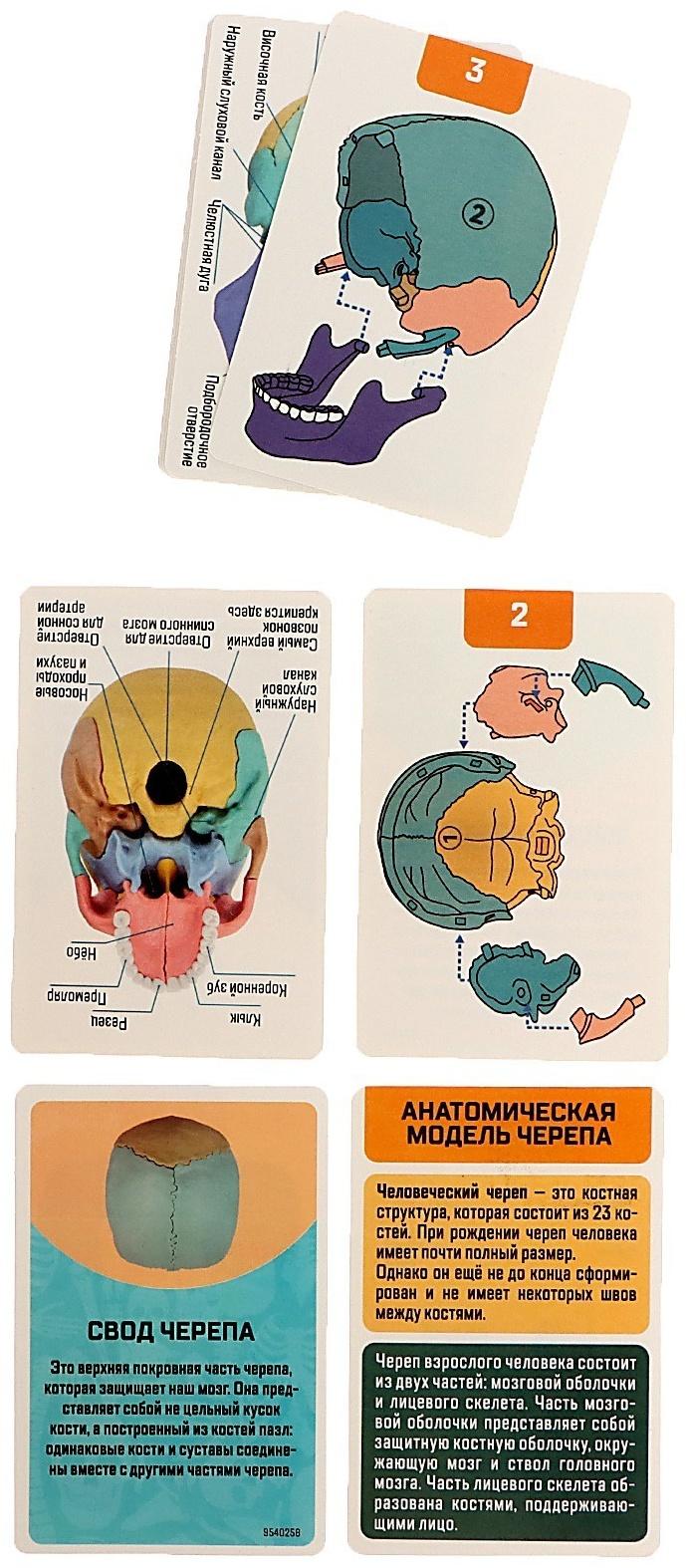 Набор для опытов «Череп человека», анатомическая модель