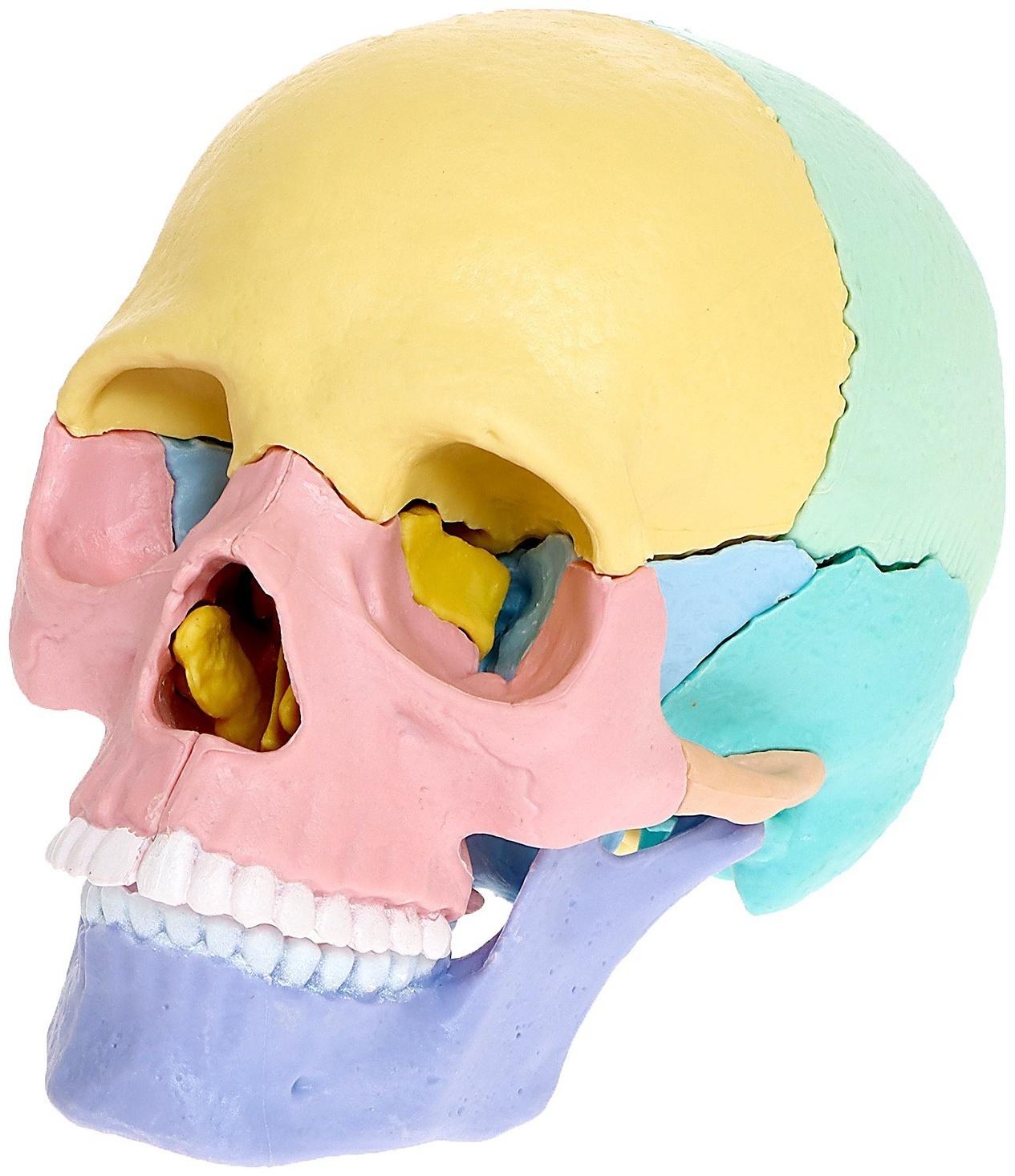Набор для опытов «Череп человека», анатомическая модель