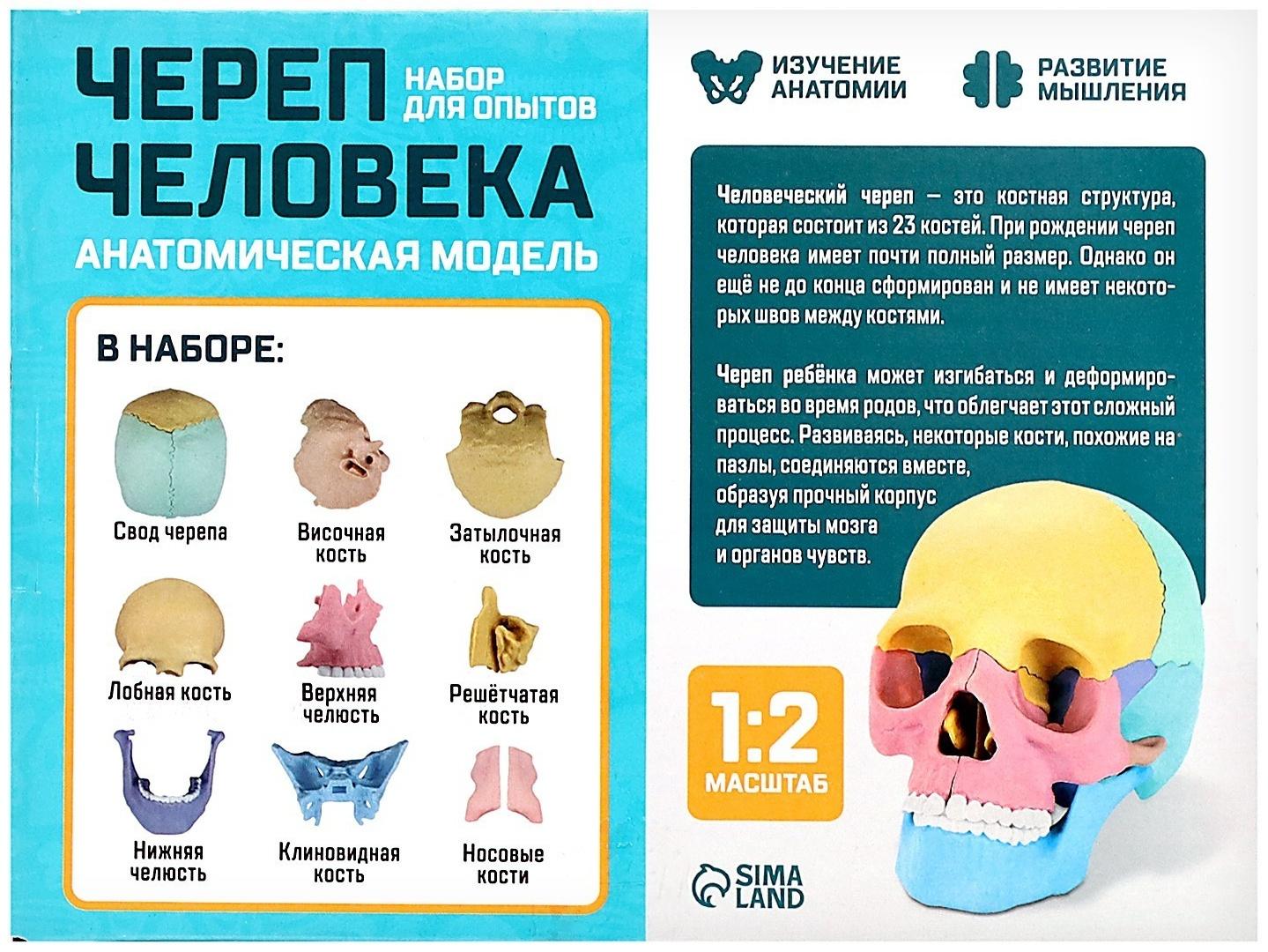 Набор для опытов «Череп человека», анатомическая модель