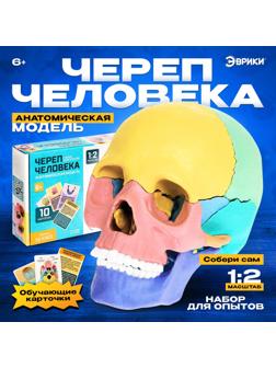 Набор для опытов «Череп человека», анатомическая модель