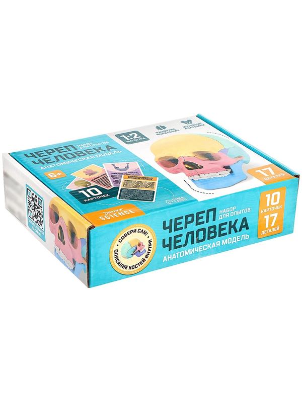 Набор для опытов «Череп человека», анатомическая модель