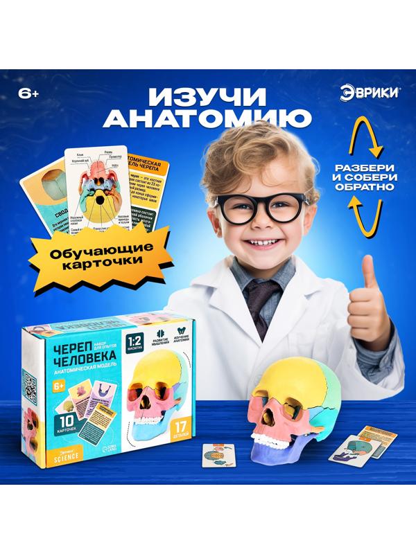 Набор для опытов «Череп человека», анатомическая модель