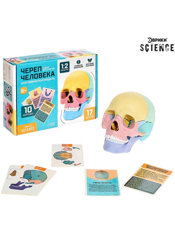 Набор для опытов «Череп человека», анатомическая модель