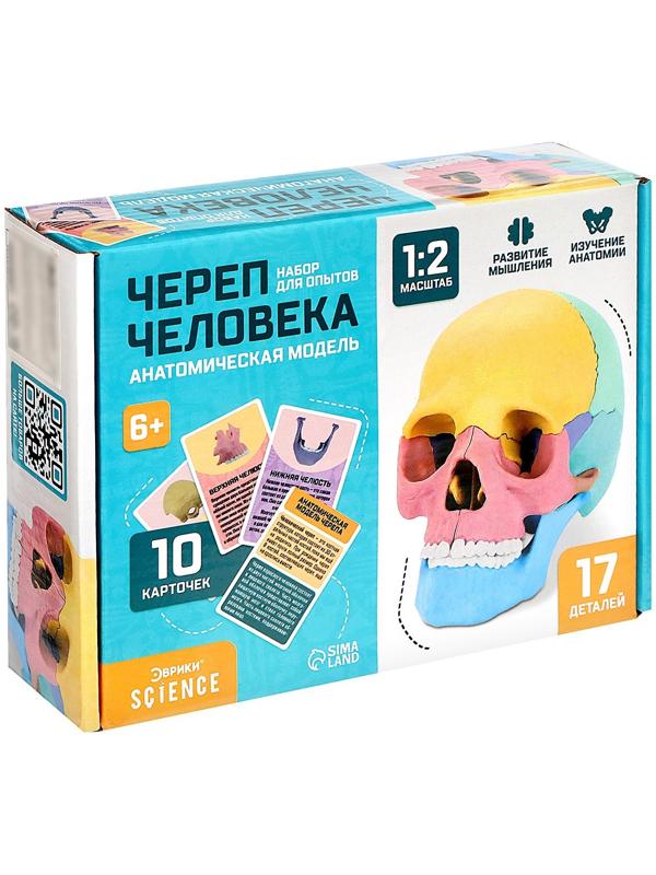 Набор для опытов «Череп человека», анатомическая модель