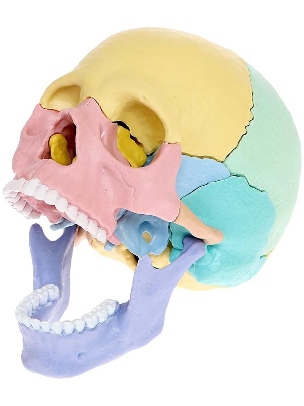 Набор для опытов «Череп человека», анатомическая модель