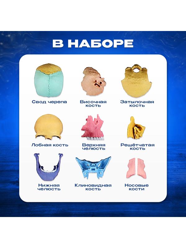 Набор для опытов «Череп человека», анатомическая модель