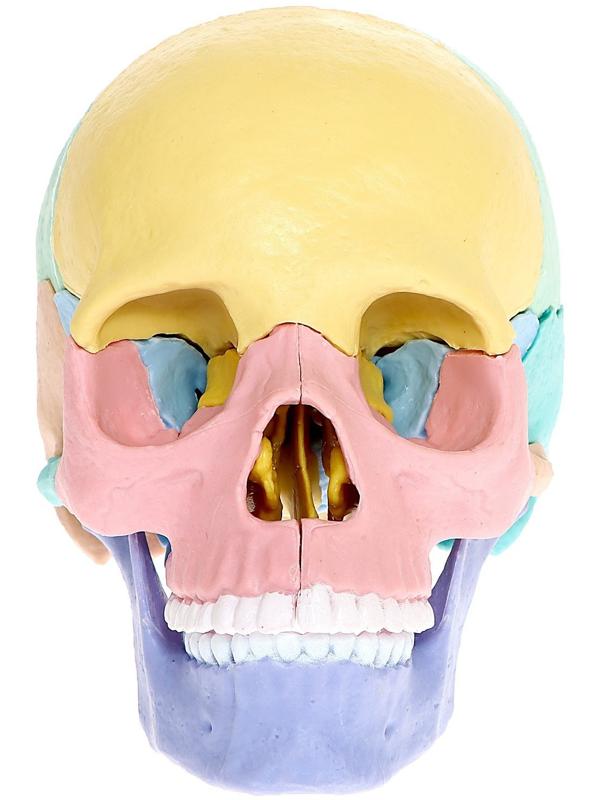 Набор для опытов «Череп человека», анатомическая модель