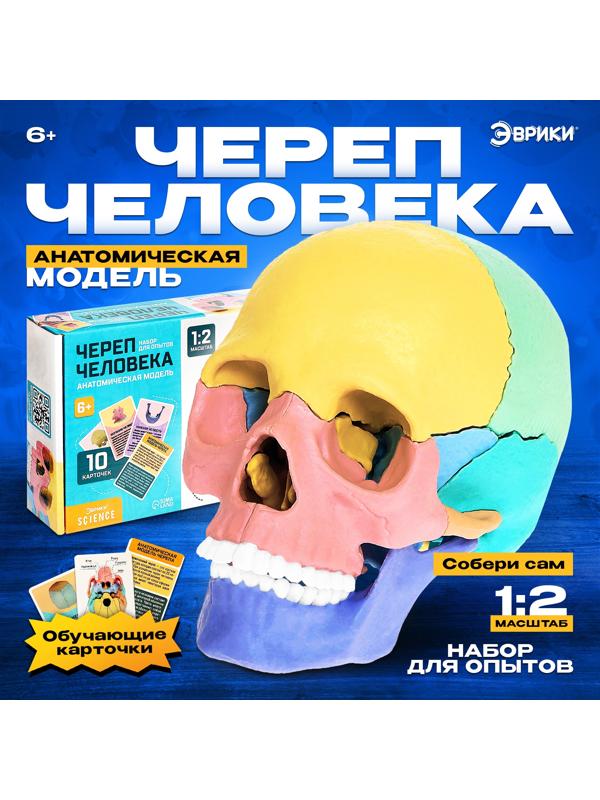 Набор для опытов «Череп человека», анатомическая модель