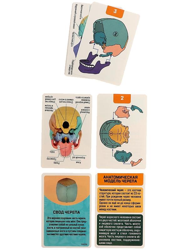 Набор для опытов «Череп человека», анатомическая модель