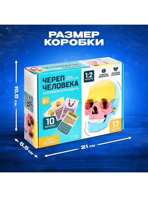Набор для опытов «Череп человека», анатомическая модель