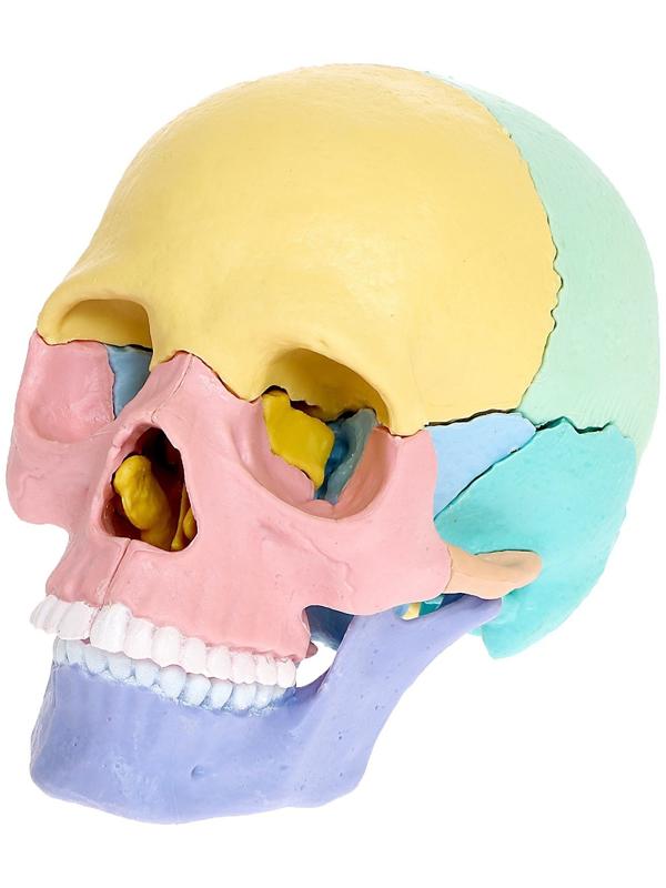 Набор для опытов «Череп человека», анатомическая модель