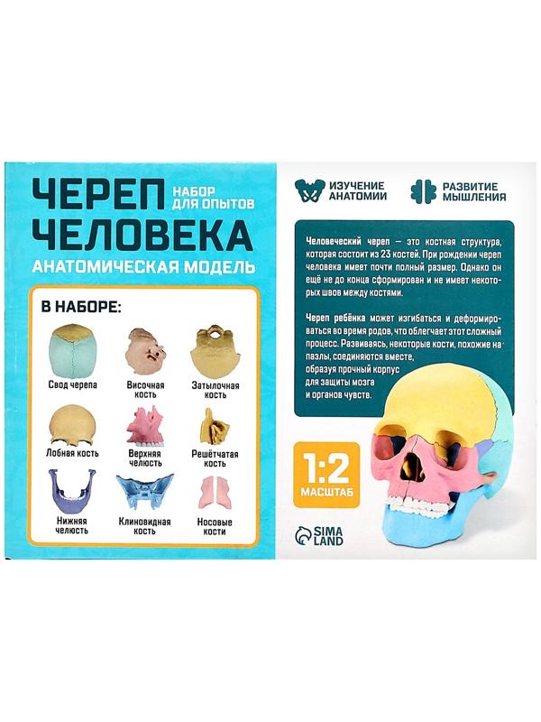 Набор для опытов «Череп человека», анатомическая модель