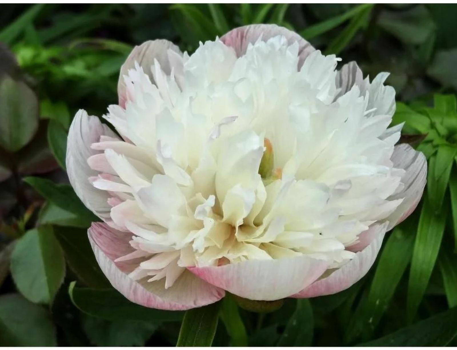 Пион молочноцветковый Оффициналис Альба Плена, горшок С3, 1 шт, Осень 2024