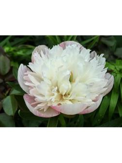 Пион молочноцветковый Оффициналис Альба Плена, горшок С3, 1 шт, Осень 2024