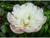 Пион молочноцветковый Оффициналис Альба Плена, горшок С3, 1 шт, Осень 2024