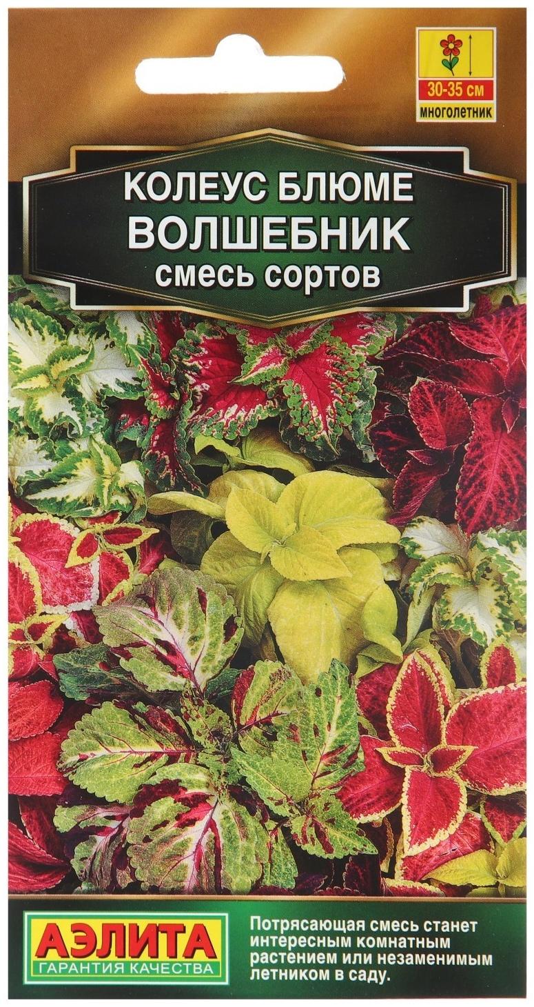 Семена Колеус 