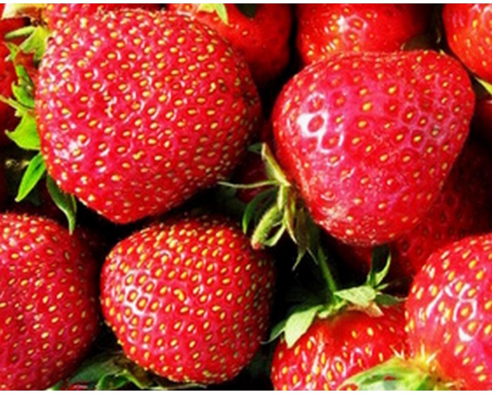 Рассада Земляники круноплодной (клубники) ФРИГО Фэйт (Faith) A+ (>15 мм), P9 Горшок