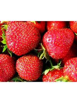 Рассада Земляники круноплодной (клубники) ФРИГО Фэйт (Faith) A+ (>15 мм), P9 Горшок