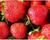 Рассада Земляники круноплодной (клубники) ФРИГО Фэйт (Faith) A+ (>15 мм), P9 Горшок