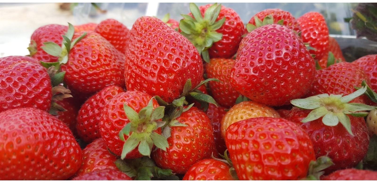 Рассада Земляники круноплодной (клубники) ФРИГО Флорида Бьюти (Florida Beauty) A (9-15 мм), P9 Горшо