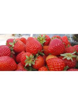 Рассада Земляники круноплодной (клубники) ФРИГО Флорида Бьюти (Florida Beauty) A (9-15 мм), P9 Горшо