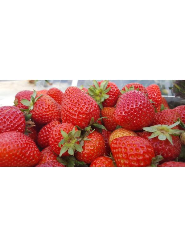 Рассада Земляники круноплодной (клубники) ФРИГО Флорида Бьюти (Florida Beauty) A (9-15 мм), P9 Горшо