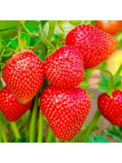 Рассада Земляники круноплодной (клубники) ФРИГО Сирия (Siria) А (9-15 мм), P9 Горшок