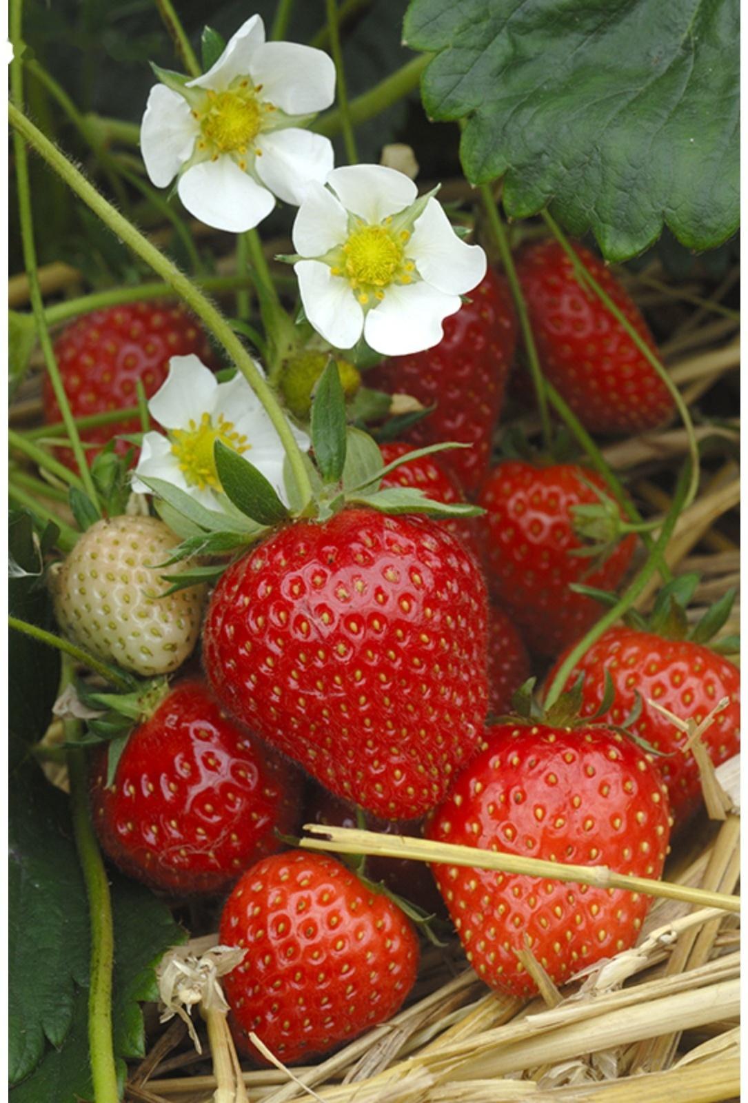 Рассада Земляники круноплодной (клубники) ФРИГО Сирафин (Cirafine) A+ (15-20 мм), P9 Горшок   103799