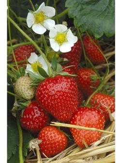 Рассада Земляники круноплодной (клубники) ФРИГО Сирафин (Cirafine) A+ (15-20 мм), P9 Горшок   103799