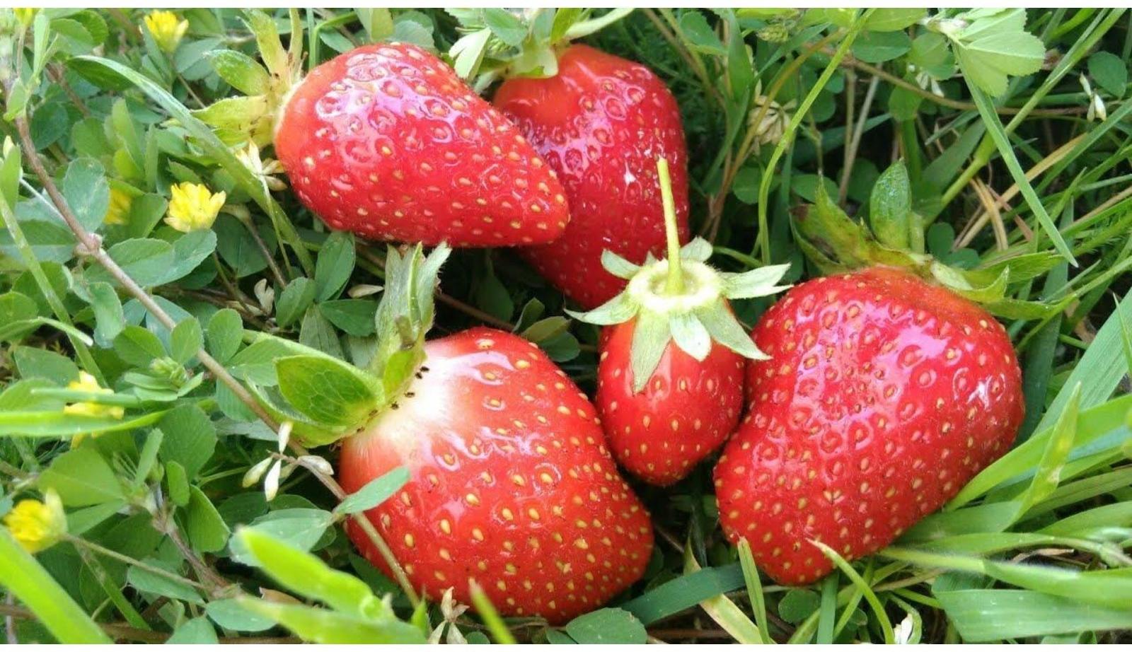 Рассада Земляники круноплодной (клубники) ФРИГО МАЛЬГА А+ (>15 мм) ремонтантный сорт, P9 Горшок