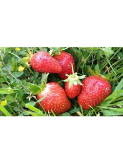 Рассада Земляники круноплодной (клубники) ФРИГО МАЛЬГА А+ (>15 мм) ремонтантный сорт, P9 Горшок