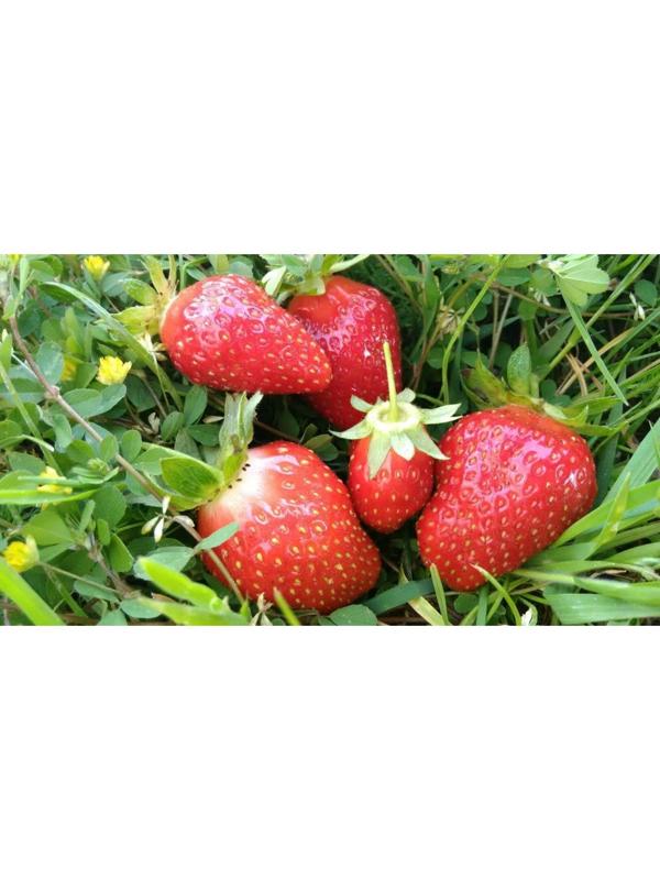 Рассада Земляники круноплодной (клубники) ФРИГО МАЛЬГА А+ (>15 мм) ремонтантный сорт, P9 Горшок