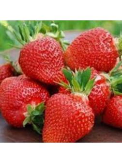 Рассада Земляники круноплодной (клубники) ФРИГО Кори (Cory) A (9-15 мм), P9 Горшок