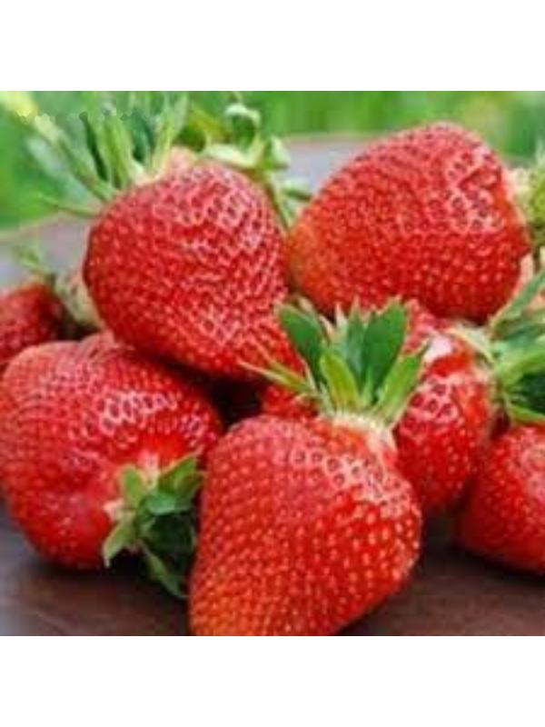 Рассада Земляники круноплодной (клубники) ФРИГО Кори (Cory) A (9-15 мм), P9 Горшок