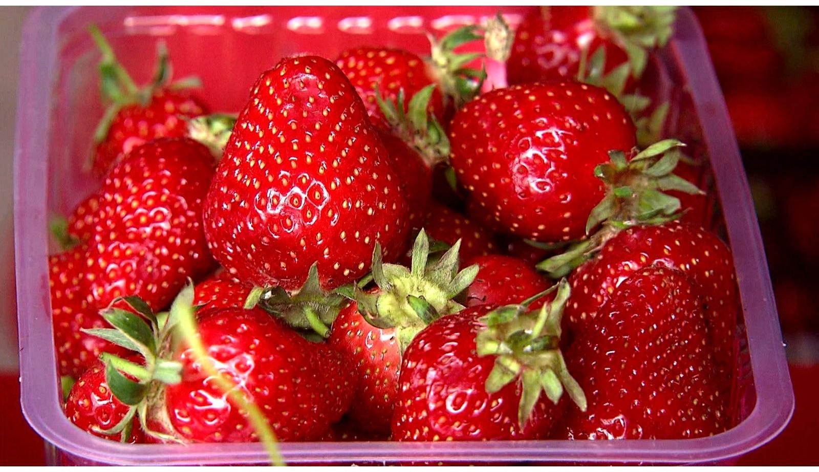 Рассада Земляники круноплодной (клубники) ФРИГО Александра (Aleksandra) A (9-15 мм), P9 Горшок   103