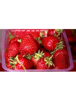 Рассада Земляники круноплодной (клубники) ФРИГО Александра (Aleksandra) A (9-15 мм), P9 Горшок   103