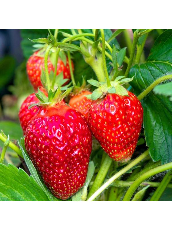 Рассада  Земляники круноплодной (клубники) ФРИГО Фэйт (Faith) A (9-15 мм), P9 Горшок