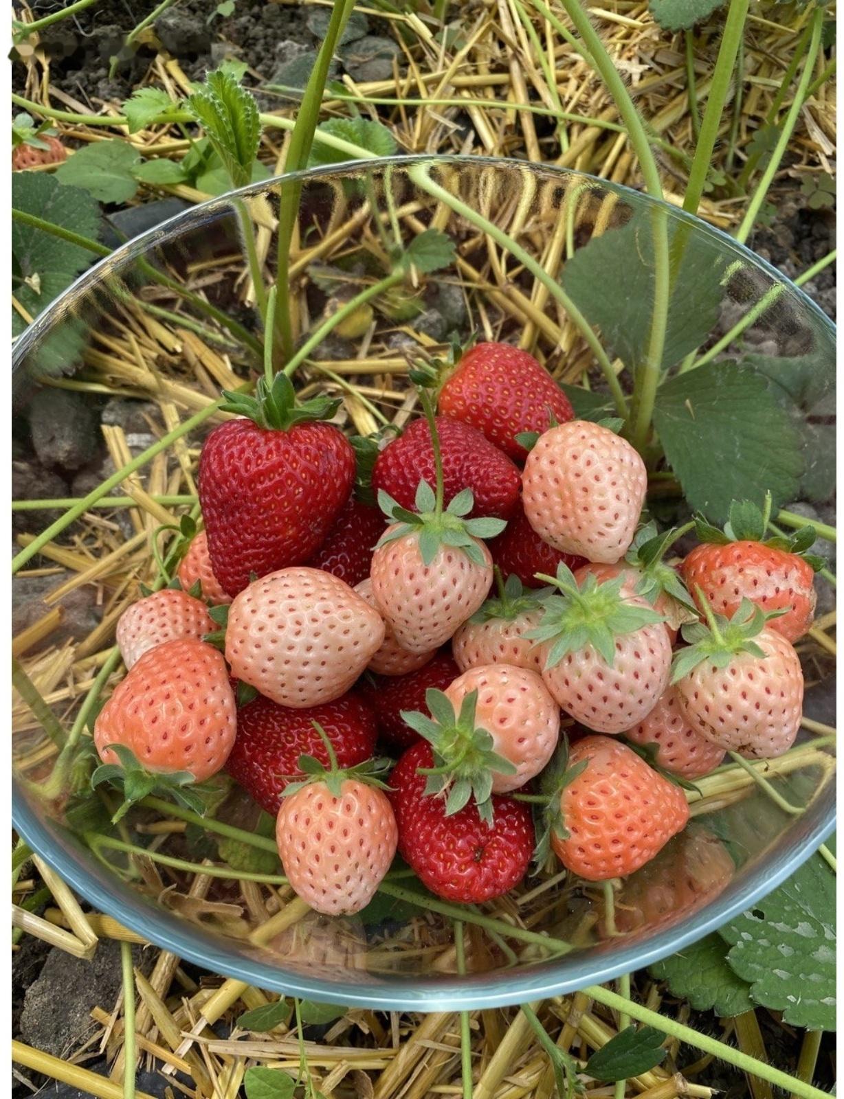 Рассада  Земляники круноплодной (клубники) ФРИГО Фрагола Бьянка №5 (Fragola Bianka №5) A (9-15 мм),