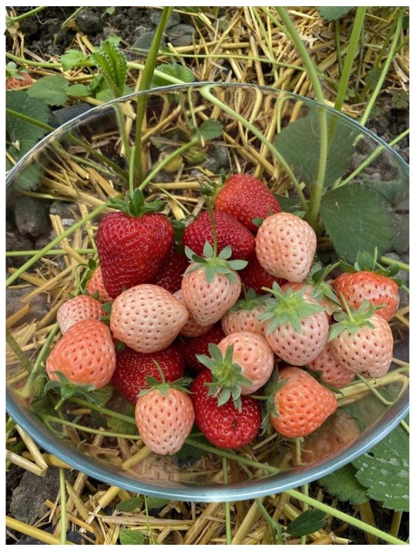 Рассада  Земляники круноплодной (клубники) ФРИГО Фрагола Бьянка №5 (Fragola Bianka №5) A (9-15 мм),