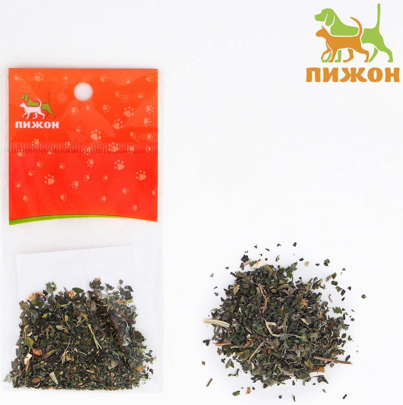 Кошачья мята 