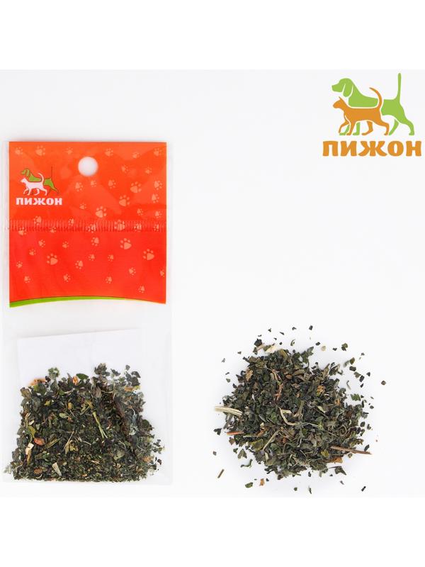 Кошачья мята 